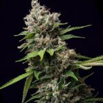 Sativa Flower - Cannabis Education, Cannabis 101