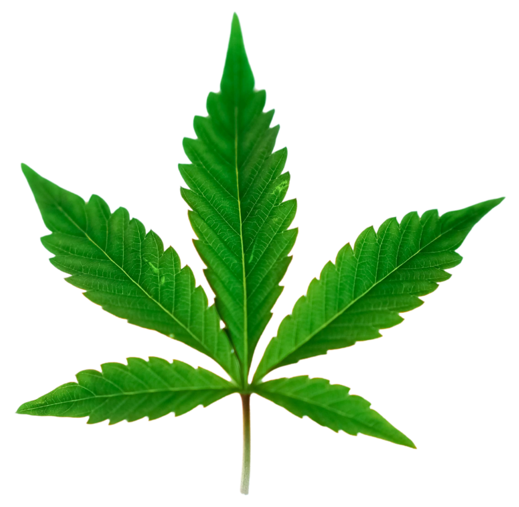 Marijuana leaf