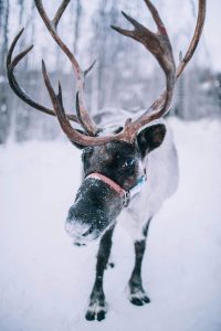 A reindeer with large antlers in a snowy forest.