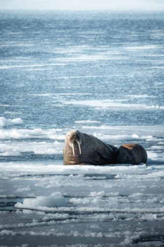 A walrus resting on ice floes in a cold ocean.