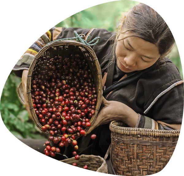 A woman harvesting ripe coffee cherries into a basket.